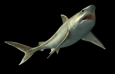 鯊魚品種鯊魚種類 陰土人